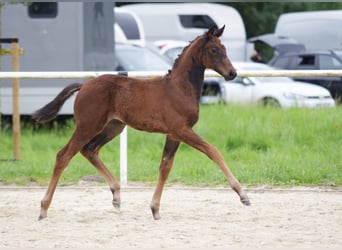 Westphalian, Mare, Foal (05/2024), 16,2 hh, Bay-Dark