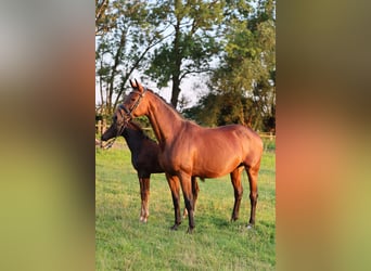 Westphalian, Mare, Foal (05/2024), 16,2 hh, Bay-Dark