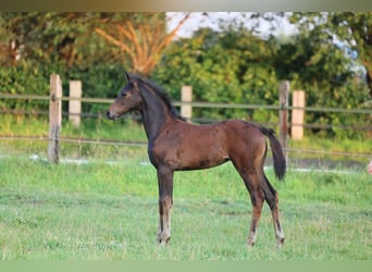 Westphalian, Mare, Foal (05/2024), 16,2 hh, Bay-Dark