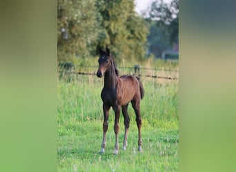 Westphalian, Mare, Foal (05/2024), 16,2 hh, Bay-Dark