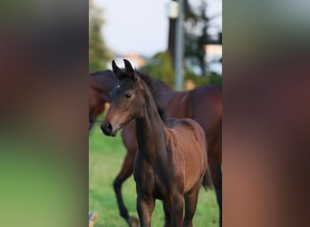 Westphalian, Mare, Foal (05/2024), 16,2 hh, Bay-Dark