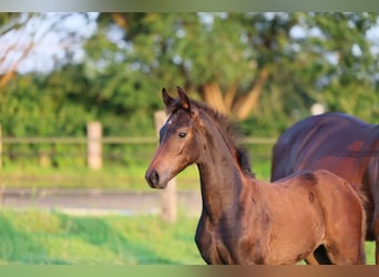 Westphalian, Mare, Foal (05/2024), 16,2 hh, Bay-Dark