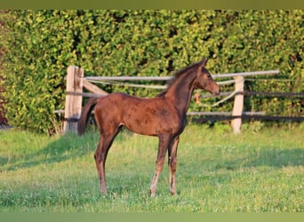 Westphalian, Mare, Foal (05/2024), 16,2 hh, Bay-Dark