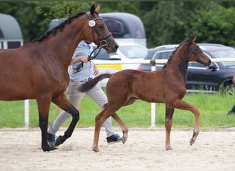 Westphalian, Mare, Foal (05/2024), 16,2 hh, Bay-Dark