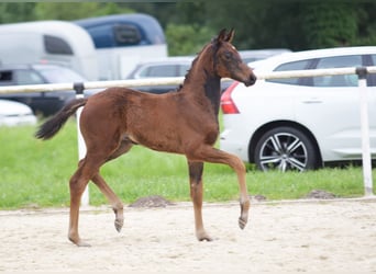 Westphalian, Mare, Foal (05/2024), 16,2 hh, Bay-Dark