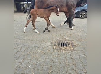 Westphalian, Mare, Foal (04/2024), 16,2 hh, Bay-Dark