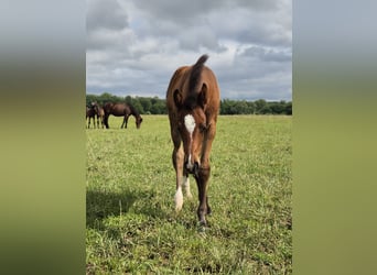 Westphalian, Mare, Foal (04/2024), 16,2 hh, Bay-Dark