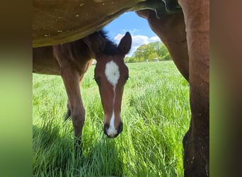 Westphalian, Mare, Foal (04/2024), 16,2 hh, Bay-Dark