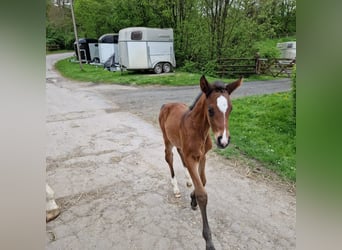 Westphalian, Mare, Foal (04/2024), 16,2 hh, Bay-Dark