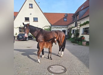 Westphalian, Mare, Foal (04/2024), 16,2 hh, Bay-Dark