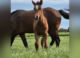 Westphalian, Mare, Foal (04/2024), 16,2 hh, Bay-Dark