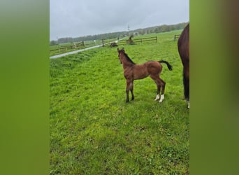 Westphalian, Mare, Foal (04/2024), 16,2 hh, Bay-Dark