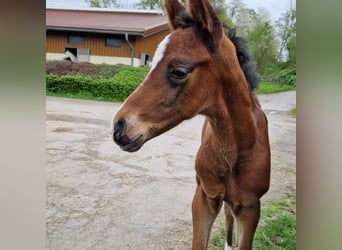 Westphalian, Mare, Foal (04/2024), 16,2 hh, Bay-Dark