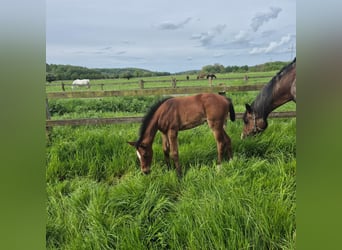 Westphalian, Mare, Foal (04/2024), 16,2 hh, Bay-Dark