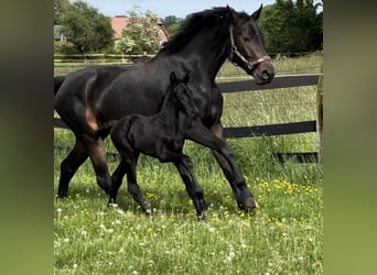 Westphalian, Mare, Foal (04/2024), 16.2 hh, Black