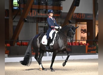 Westphalian, Mare, Foal (03/2026), 16.2 hh, Black