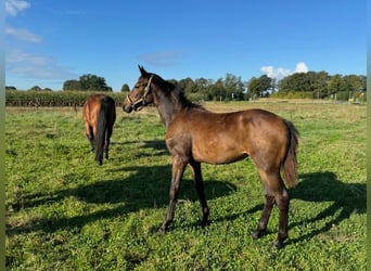 Westphalian, Mare, Foal (02/2024), 16,2 hh, Brown