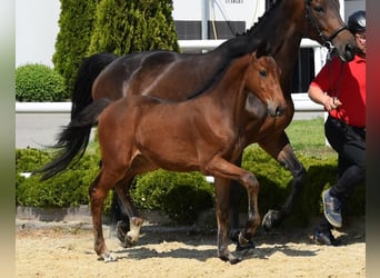 Westfale, Stute, Fohlen (02/2024), 16,2 hh, Brauner