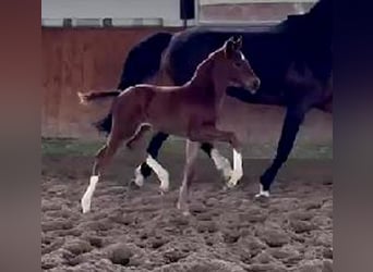 Westphalian, Mare, Foal (03/2024), 16,2 hh, Chestnut