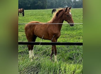 Westphalian, Mare, Foal (03/2024), 16,2 hh, Chestnut