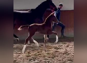 Westphalian, Mare, Foal (03/2024), 16,2 hh, Chestnut