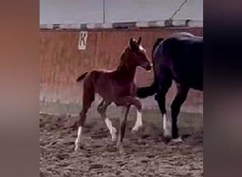 Westphalian, Mare, Foal (03/2024), 16,2 hh, Chestnut