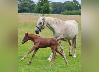 Westphalian, Mare, Foal (05/2025), 16.2 hh, Grey-Red-Tan