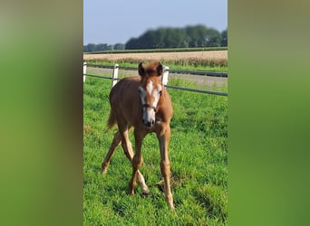 Westphalian, Mare, Foal (05/2025), 16.2 hh, Grey-Red-Tan