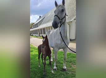 Westphalian, Mare, Foal (05/2025), 16.2 hh, Grey-Red-Tan