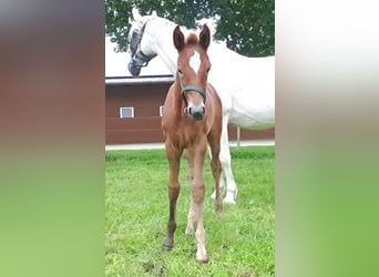 Westphalian, Mare, Foal (05/2025), 16.2 hh, Grey-Red-Tan
