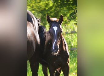 Westphalian, Mare, Foal (04/2026), 16.2 hh, Smoky-Black