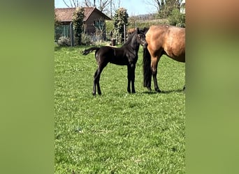 Westphalian, Mare, Foal (03/2026), 16.2 hh, Smoky-Black