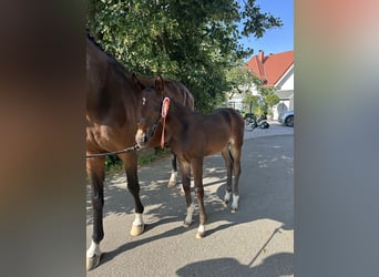 Westphalian, Mare, Foal (05/2026), 16.3 hh, Bay-Dark