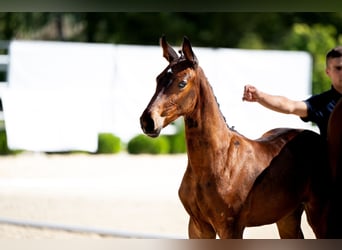 Westphalian, Mare, Foal (06/2024), 16,3 hh, Brown