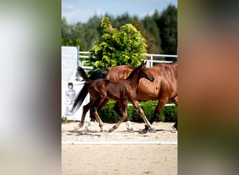 Westphalian, Mare, Foal (06/2024), 16,3 hh, Brown