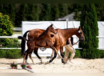 Westphalian, Mare, Foal (06/2024), 16,3 hh, Brown