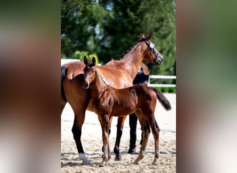 Westphalian, Mare, Foal (06/2024), 16,3 hh, Brown