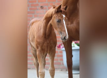 Westphalian, Mare, Foal (03/2024), 16,3 hh, Chestnut