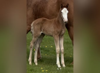 Westphalian, Mare, Foal (04/2026), 16.3 hh, Chestnut-Red