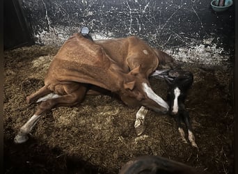 Westphalian, Mare, Foal (04/2025), 16 hh, Bay-Dark