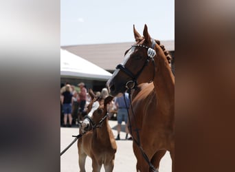 Westphalian, Mare, Foal (04/2025), 16 hh, Bay-Dark