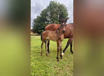 Westphalian, Mare, , 16 hh, Brown