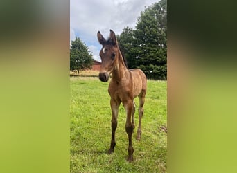 Westphalian, Mare, , 16 hh, Brown