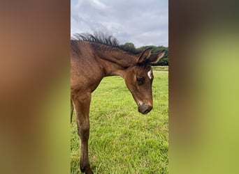 Westphalian, Mare, , 16 hh, Brown