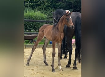 Westphalian, Mare, Foal (06/2025), 16,1 hh, Bay-Dark