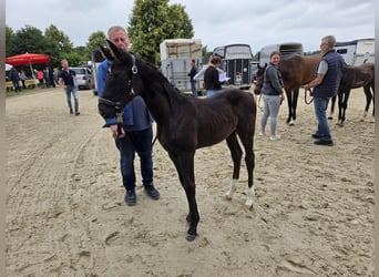 Westphalian, Mare, Foal (04/2025), 16,1 hh, Black