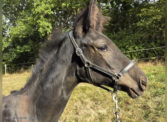 Westphalian, Mare, Foal (04/2025), 16,1 hh, Black