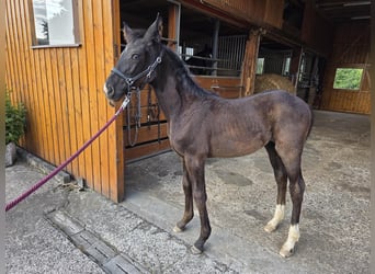 Westphalian, Mare, Foal (04/2025), 16,1 hh, Black