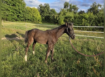 Westphalian, Mare, Foal (04/2025), 16,1 hh, Black