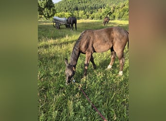Westphalian, Mare, Foal (04/2025), 16,1 hh, Black